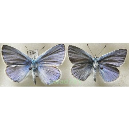Polyommatus thersites (Cantener, 1835) 2xmale Poland19e